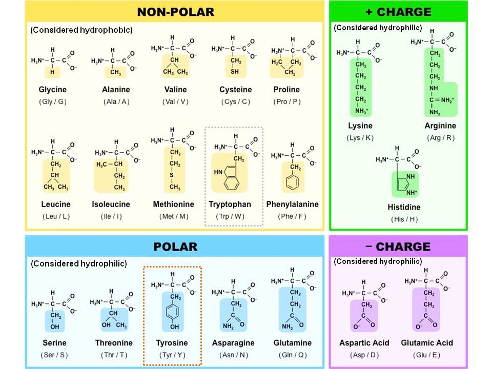 <p>The variable side chain of an amino acid that determines its chemical properties (hydrophobic, hydrophilic, ionic).</p>