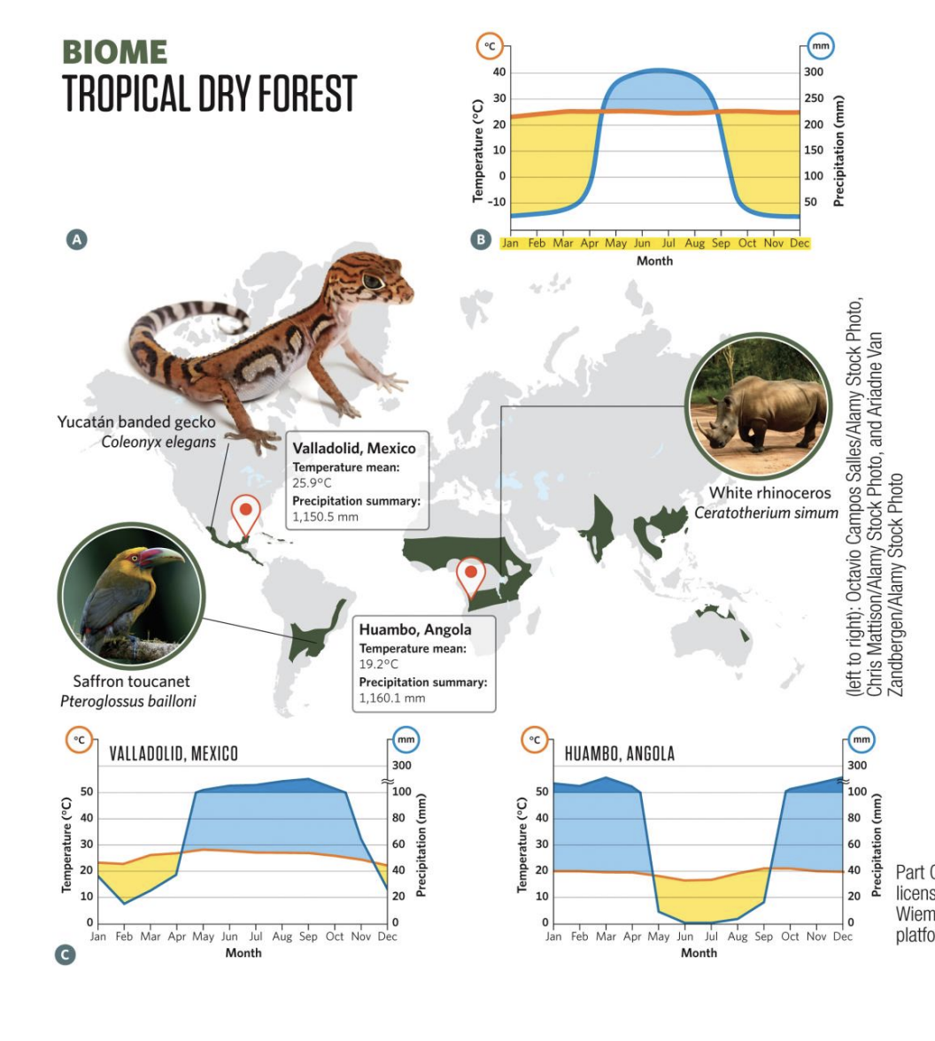 <ul><li><p><strong>Location &amp; Climate:</strong> Found at 10°–20° latitude, warm to hot year-round (25–39 °C). Rainfall (1,300–2,800 mm) is seasonal, with a distinct wet season (3–6 months) and a pronounced dry season.</p></li><li><p><strong>Seasons &amp; Vegetation:</strong> Lush and green in wet season; during dry season, most trees are deciduous, dropping leaves, leaving a brown, parched landscape. Lower canopy than rainforests; understory herbs and grasses thrive when light reaches the ground.</p></li><li><p><strong>Soils &amp; Growth:</strong> Richer in organic matter and nutrients than tropical rainforest soils, since decomposition slows during the dry season. This allows rapid plant growth once rains return.</p></li><li><p><strong>Biodiversity:</strong> Supports diverse animals such as coatis, iguanas, wild pigs, tigers, monkeys, and parrots.</p></li></ul><p></p>