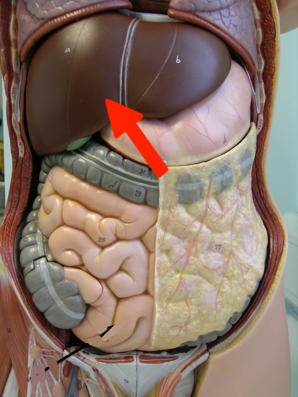 <p>Torso model: what is this?</p>