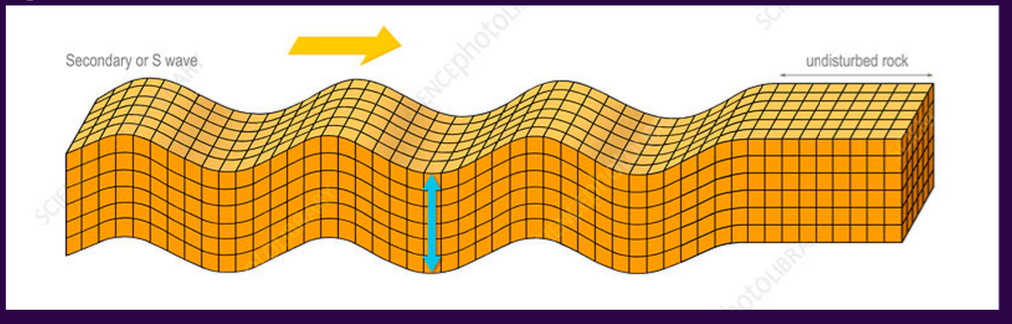 <p>these are <strong>transverse</strong> waves, which means that the <strong>motion is perpendicular to the direction of wave propagation</strong></p>