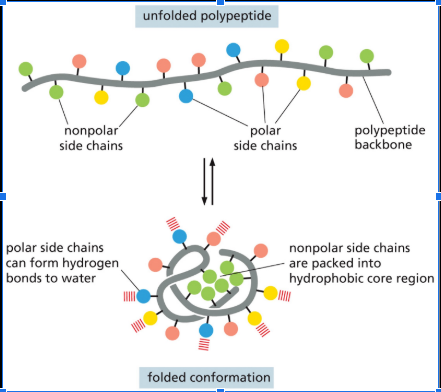 <p>Hydrophobic Interactions Help Proteins Fold into Compact Conformations. The Fold Protein Shown Here is Likely to be Found in Which of the Cellular Compartments?</p>