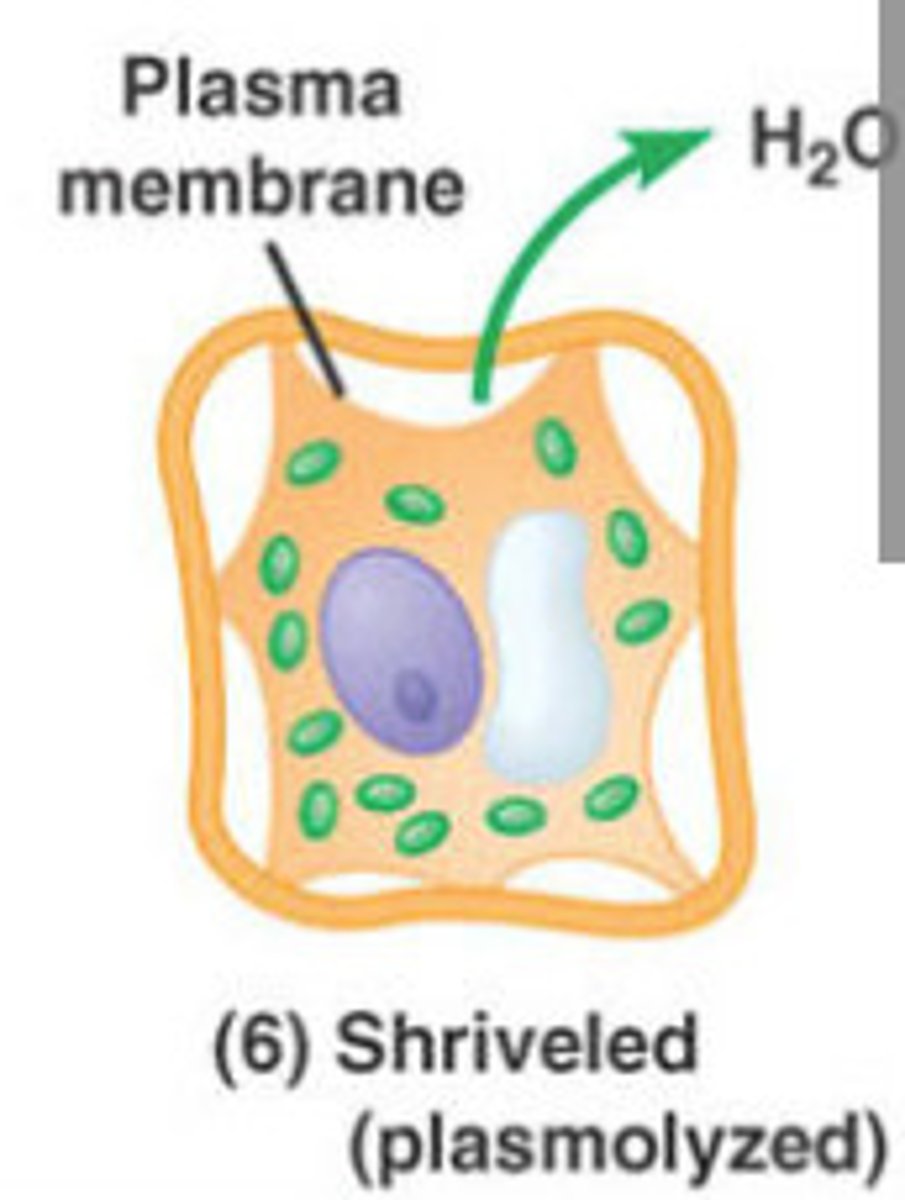 <p>the plant cell loses water, its volume shrinks. The plasma membrane pulls away from the wall, this is plasmolysis. It is lethal to the cell.</p>