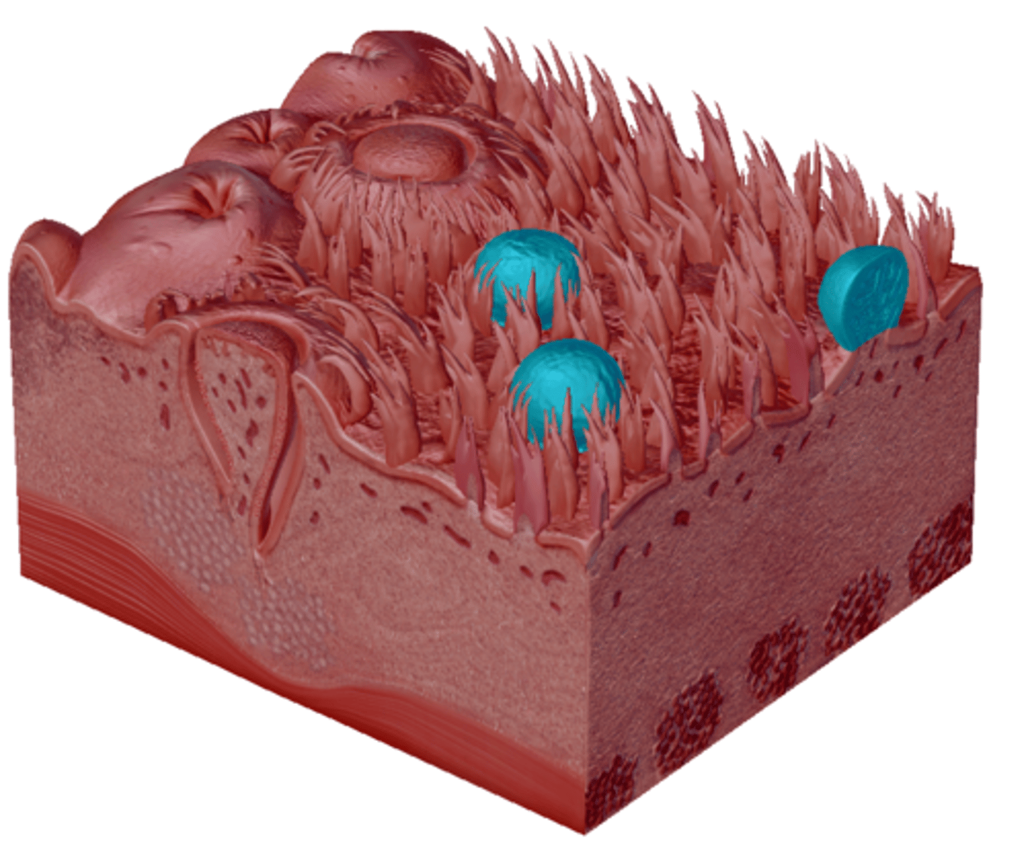 knowt flashcard image