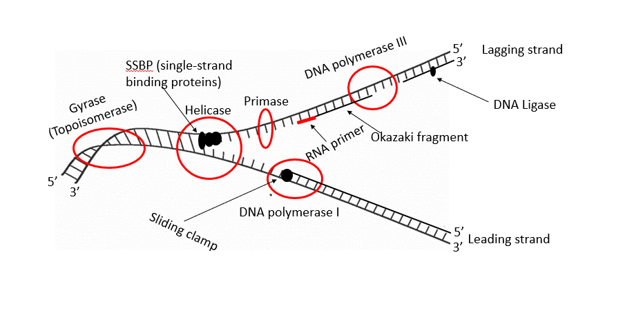 <p>Keep the template strands separated</p>