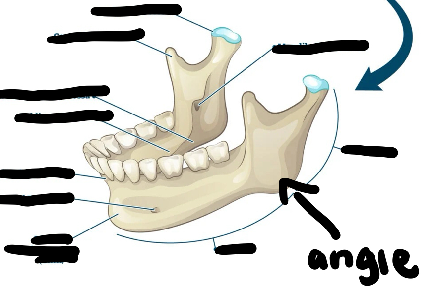 <p>mandible</p>