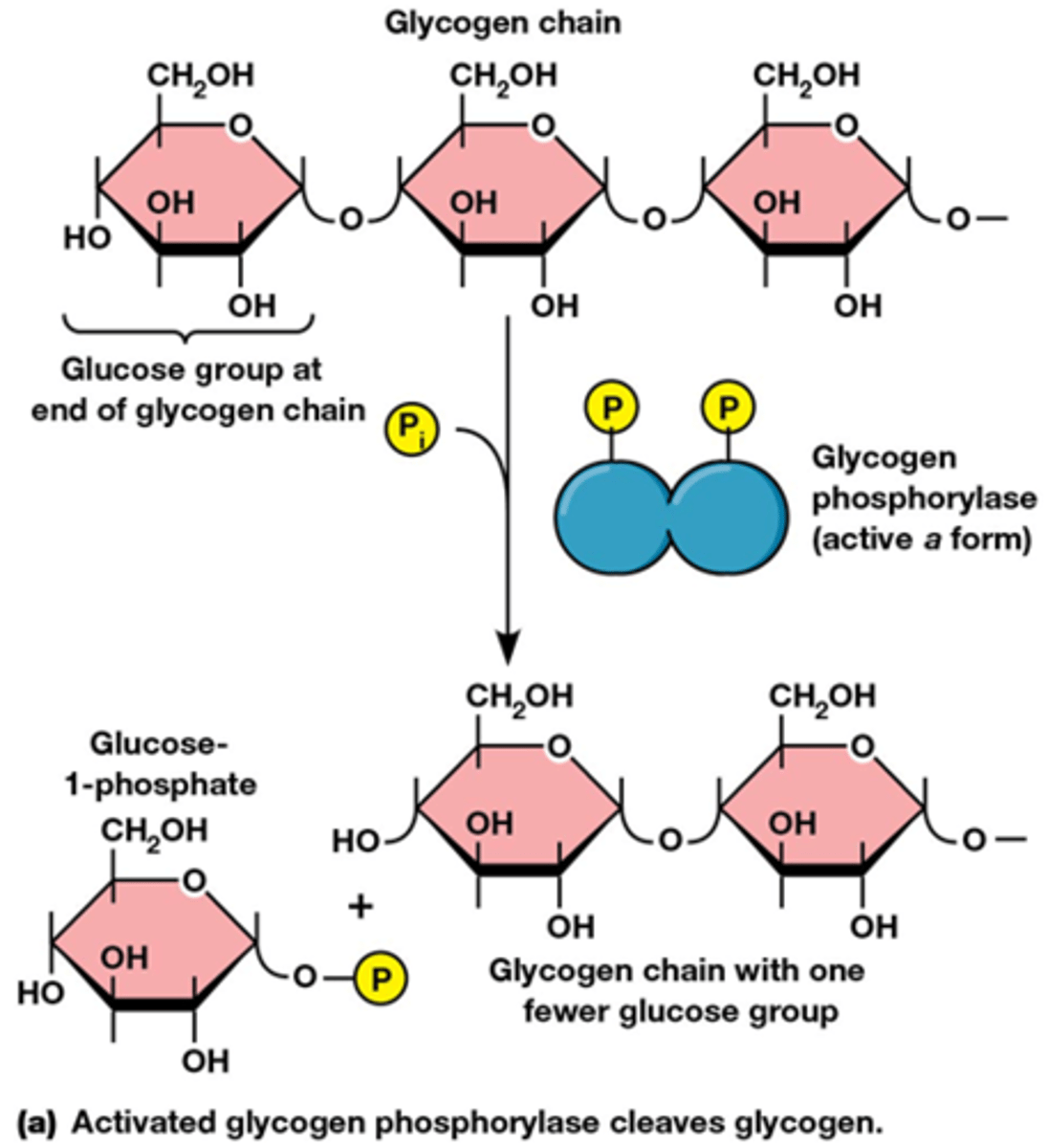 <p>Glycogeen wordt actief door de afbraak via het enzyme glycogeen fosforylase, het is geen hydrolyse! </p><p>fosforylase: fosfaat wordt overgedragen op de C1 van het linkse glucose molecule van glycogeen (het is geen kinase reactie, het is een transferase!)</p><p>verschil kinase en fosforolyse</p><p>Kinase: het zorgt voor de transfer van gamma fosfaat naar het substraat</p><p>Fosforolyse: de binding wordt gekliefd door fosfaat ipv van water bij de hydrolyse</p><p>Komt voor in de skeletspier, daar worden ze geregeld door dit mechanisme maar in de lever ook nog door allostere regeling (het kan dat een enzyme meerdere regelingsmechanismen heeft)</p><p>In de spiercel zal de glucose-1-fosfaat via de glycolyse verbrand worden</p><p>in de lever zal die glucose gebruikt worden om de bloedsuikerspiegel te laten stijgen (belangrijk voor rode bloedcellen en hersencellen)</p>