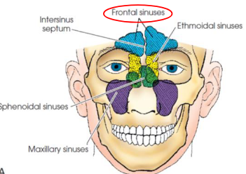 <ul><li><p>second largest sinus</p></li><li><p>paired</p></li><li><p>located between vertical plates of frontal bone</p></li><li><p>vary greatly in size and shape</p></li><li><p>occasionally absent</p></li><li><p>rarely symmetric</p></li></ul><p></p>