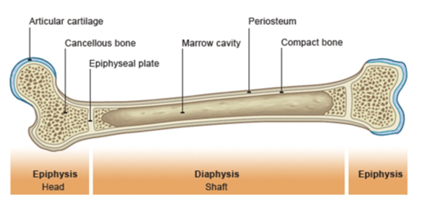 <p>Connective tissue that provides:</p><p>- Support/protection</p><p>- Levers for muscle</p><p>- Mineral storage</p>