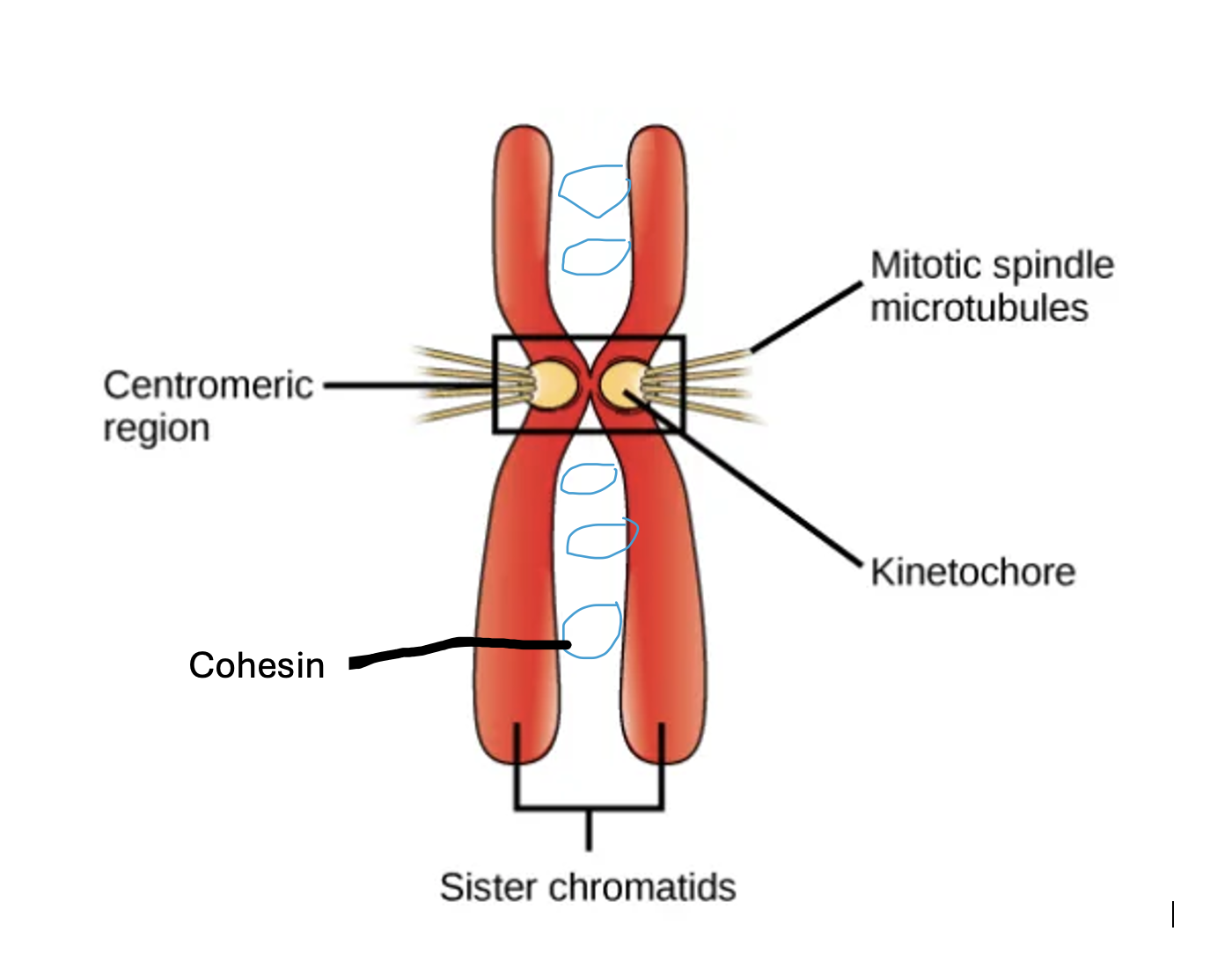 <p>The sister chromatids are held together in a region called the centromere, and through a protein called cohesin to bind them together until they are separated at anaphase.</p>
