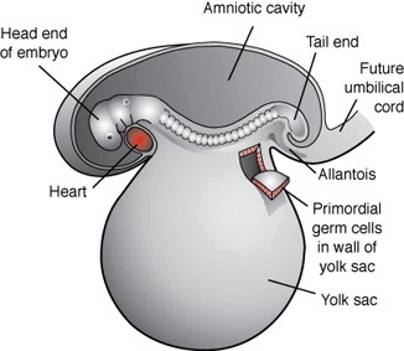 <p>Formed in epiblast and moves to wall of yolk sac at the end 3rd week</p><p>4th week: migrate to developing gonads</p>