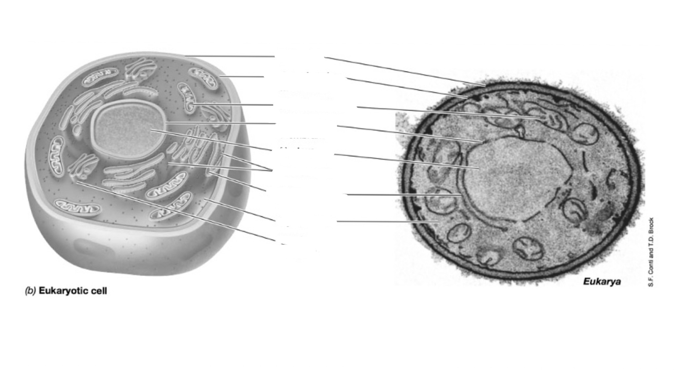 <p>What is the cell structure in EUKARYOTES cells?</p>