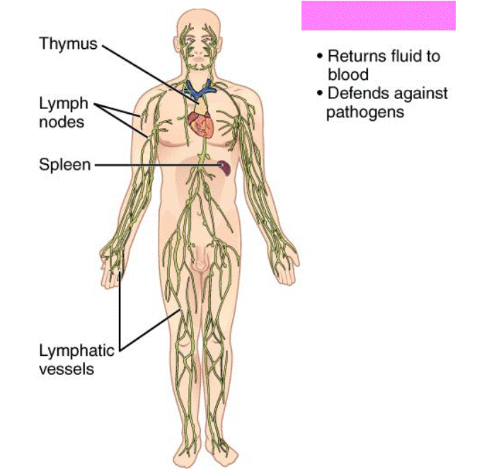 <p>Lymphatic System</p>