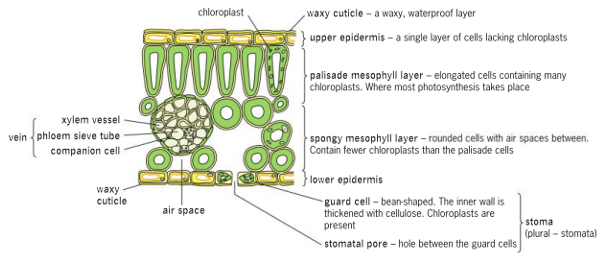 knowt flashcard image