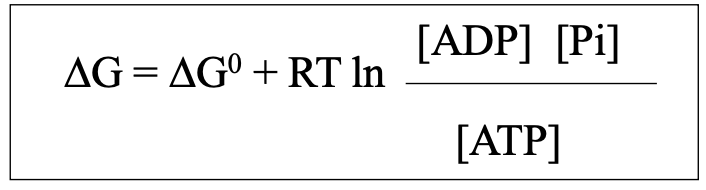 <ul><li><p>dependent on concentration of ATP and hydrolysis products</p></li></ul><p></p>