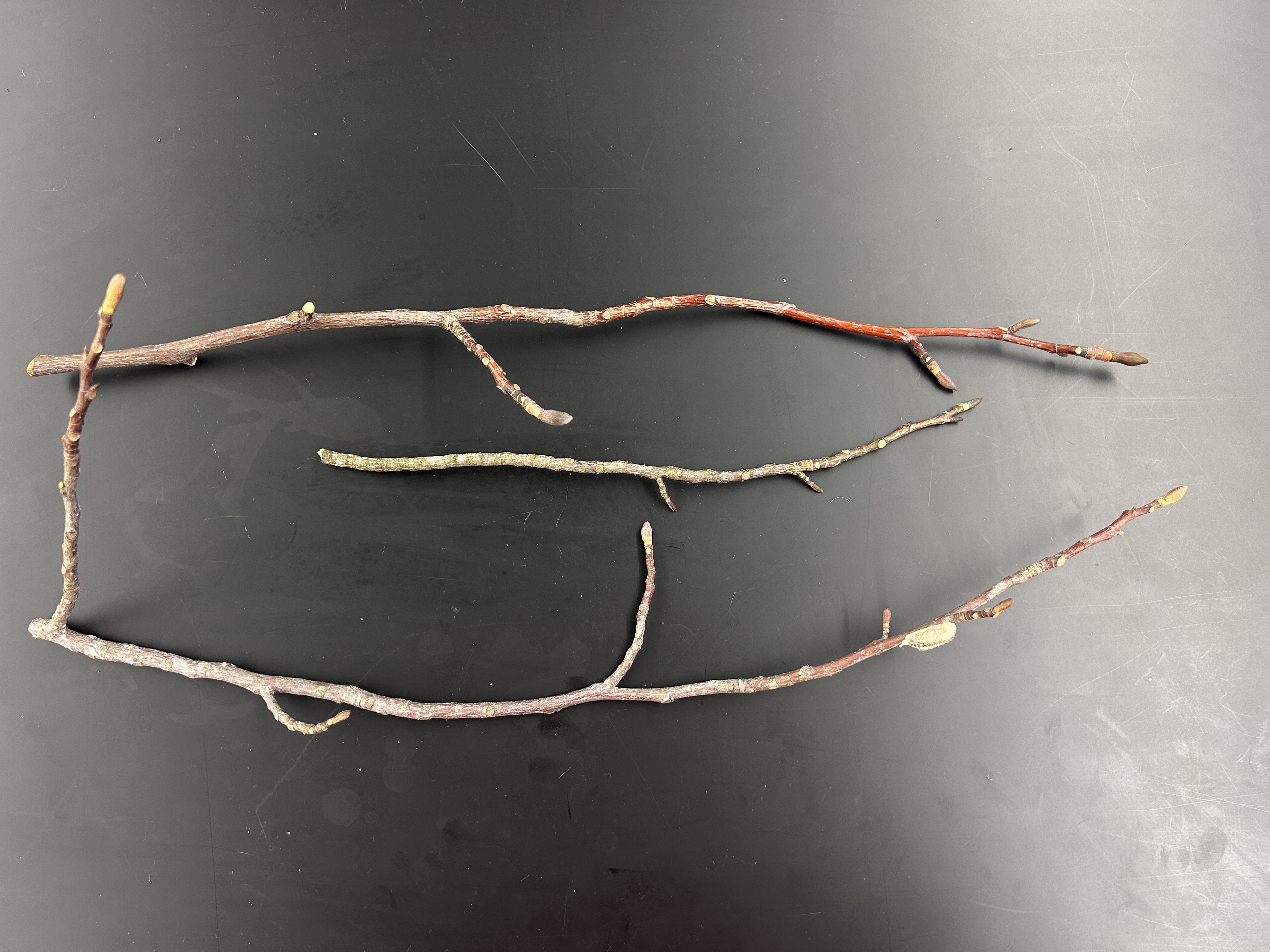 <p>What tree is this </p>