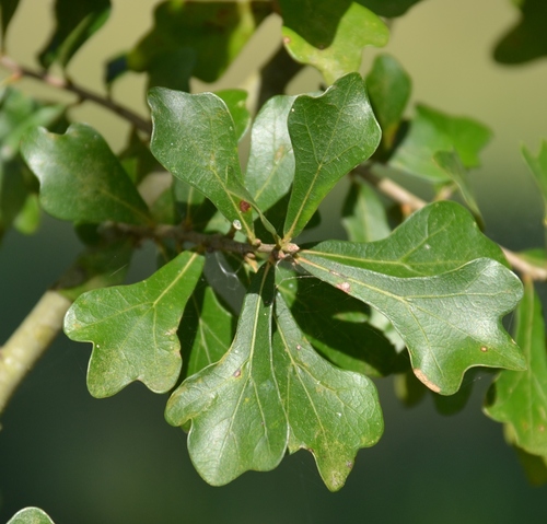 <p>Water Oak</p>