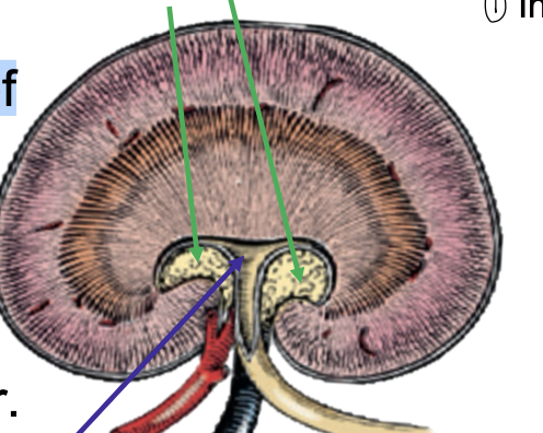 <p>what is the blue arrow pointing to?</p>