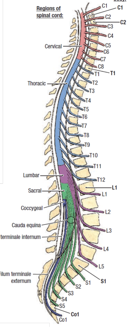<p>31 pairs, pass through intervertebral foramina throughout spine</p><ul><li><p>cervical - 8</p></li><li><p>thoracic - 12</p></li><li><p>lumbar - 5</p></li><li><p>sacral - 5</p></li><li><p>coccygeal - 1</p></li></ul><p></p>
