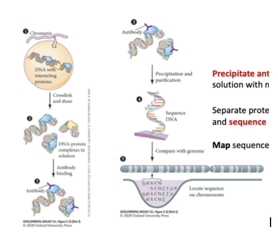 <p><strong>how does ChIP-Seq work and when would we use it?</strong></p>