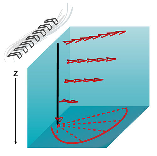 <p><span>process by which wind directions push water away from the coast, resulting in the replacement of that water with deep ocean water</span>, leading to upwelling and downwelling of water.</p>