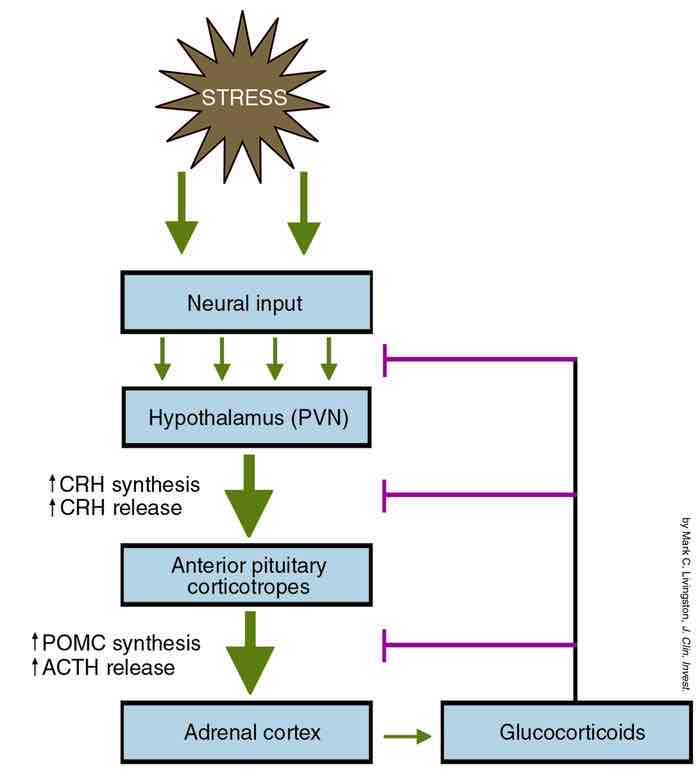 <p>What are corticotrophs?</p>