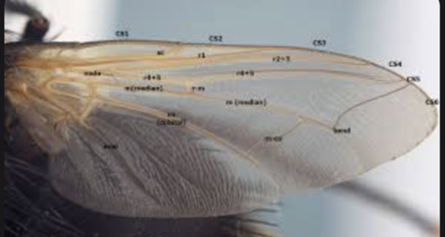 <p>Reinforcing tubes within wings that support structure and distribute hemolymph.</p>