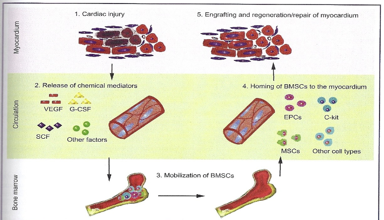 <ul><li><p><span style="color: rgb(255, 255, 255);"><span>Ability of stem cells to find “home” – its targeted tissue</span></span></p></li><li><p><span style="color: rgb(255, 255, 255);"><span>Damaged or compromised tissue releases factors that causes<br>endogenous MSCs to home to damaged site</span></span></p></li><li><p><span style="color: rgb(255, 255, 255);"><span>Occurs in vivo: Transplanted XX hearts in XY patients have XY cardiomyocytes upon autopsy (10%) – a clear demonstration of endogenous stem cell homing and repair</span></span></p></li></ul><p></p>