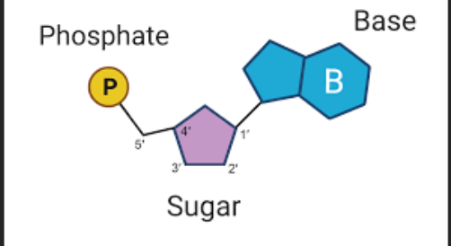 <p>Is the basic building block of nucleic acids <strong>(polymer from _________</strong>) like DNA or RNA, not a polymer itself.</p><p>These subunits are comprised of a:</p><ol><li><p>5-Carbon sugar (carbohydrate)</p></li><li><p>A Phosphate group <strong>(a central phosphorus atom covalent bonded to four oxygen atoms)</strong></p></li><li><p>A Nitrogenous base <strong>(Is a molecule that contains nitrogen in a ring structure and can either be purines or Pyrimidines)</strong></p></li></ol><p></p>