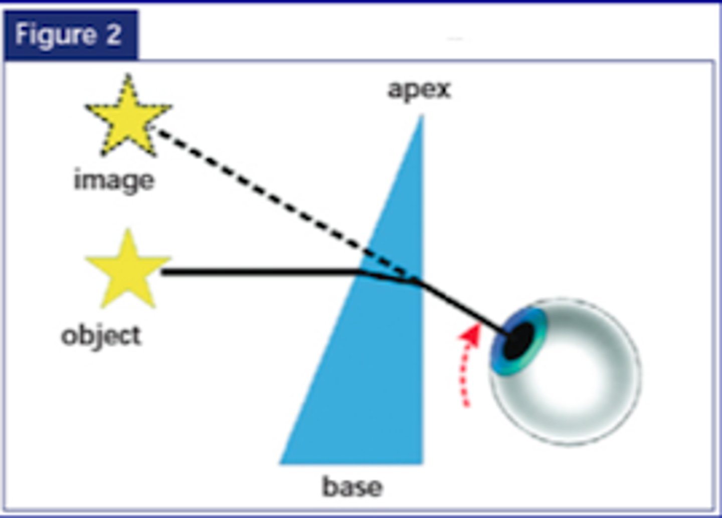 <p>the apex</p>