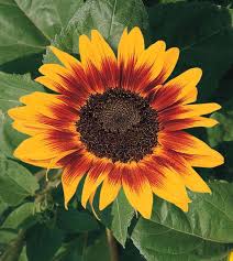 <p>Sunflower - Helianthus Annuus</p>