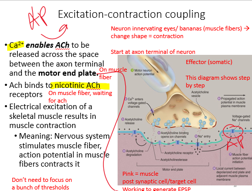 <p>this is all about __________ muscle excitation contraction coupling</p>