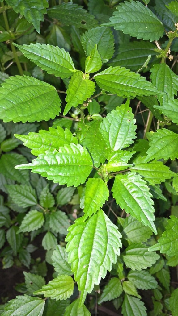 Clearweed:

Succulent, thick, translucent, fleshy stem. Smells like pepper, strong veining - almost like quilting, toothed leaves
