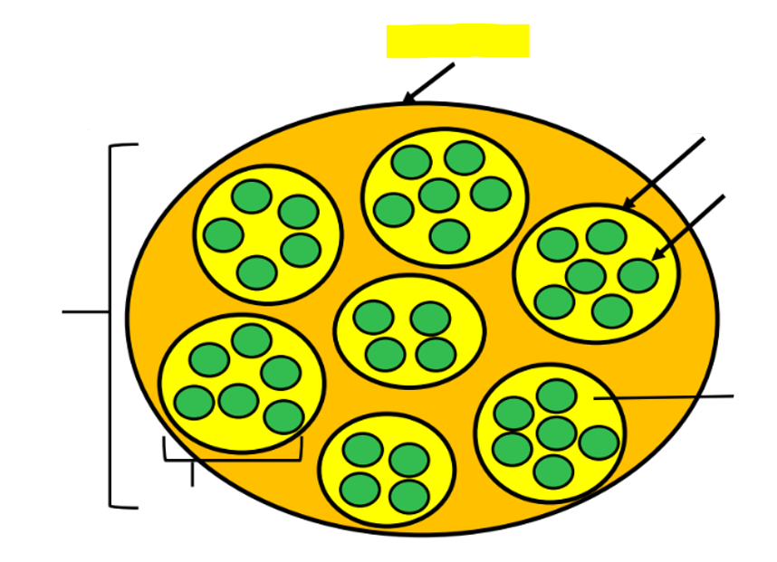 <p>what structure is highlighted in yellow?</p>