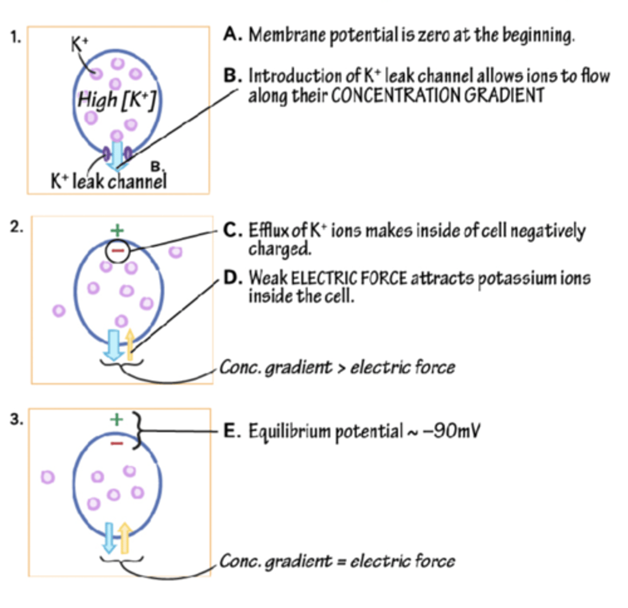 <p>movement of K+ INTO cell because of negative electrical potential is balanced by diffusion of K+ OUT of cell due to concentration gradient</p>
