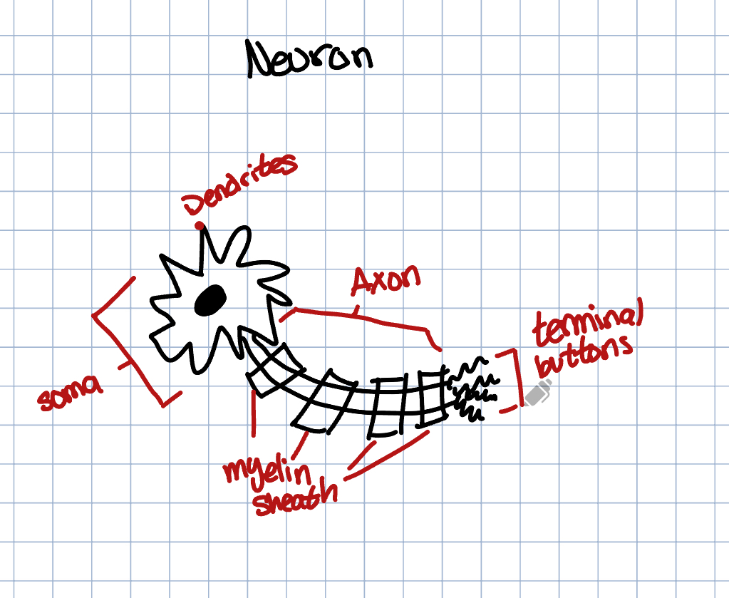 Sketch of a Neuron