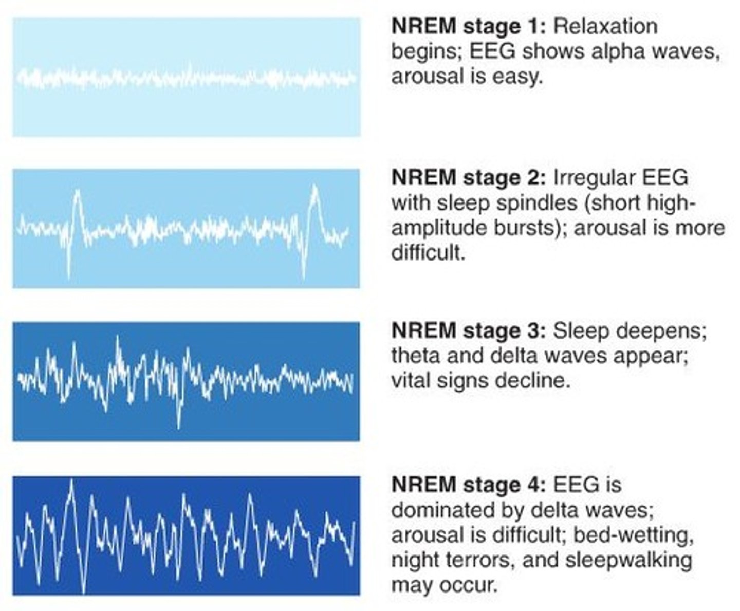 <p>sleep stage that lasts about 30 minutes and your brain emits large, slow delta waves, and you are hard to awaken.</p>