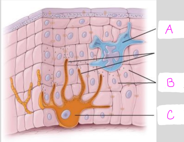 <p>Identify each cell type (A-C)</p>