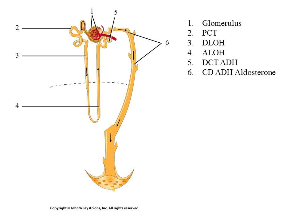 <ol start="5"><li><p>DCT (distal convoluted tubule)</p><p>and</p></li><li><p>CD (collecting duct</p></li></ol>