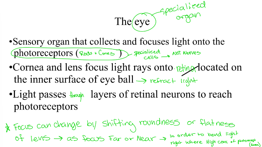 <p>the eye is the sensory organ that collects and focuses light onto the photoreceptors. what are the photo receptors? </p>