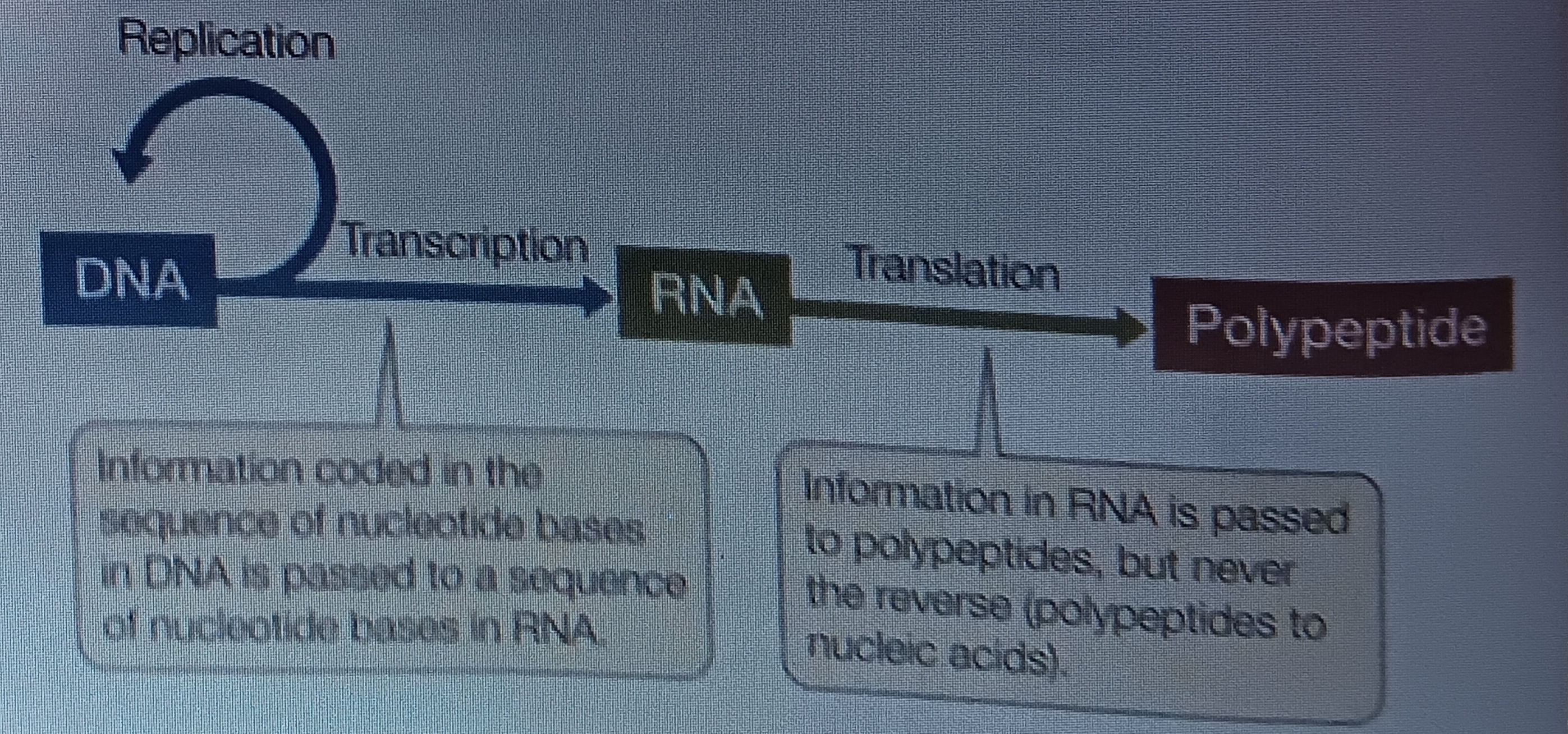 <p>transcription</p>