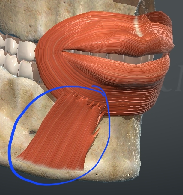 <p>What is this muscle?</p>