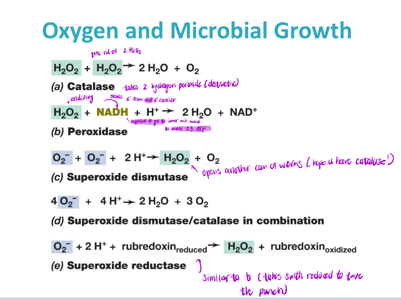 <p>What enzymes neutralize toxic oxygen species?</p>