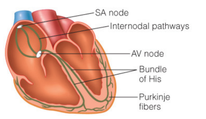 1. Sinoatrail (SA) node.
2. Atrioventricular (AV) node.
3. Atrioventricular (AV) bundle (bundle of His)
4. Purkinje fibres (subendocardial conducting network).
