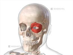 <p>what facial expression bone is this?</p>