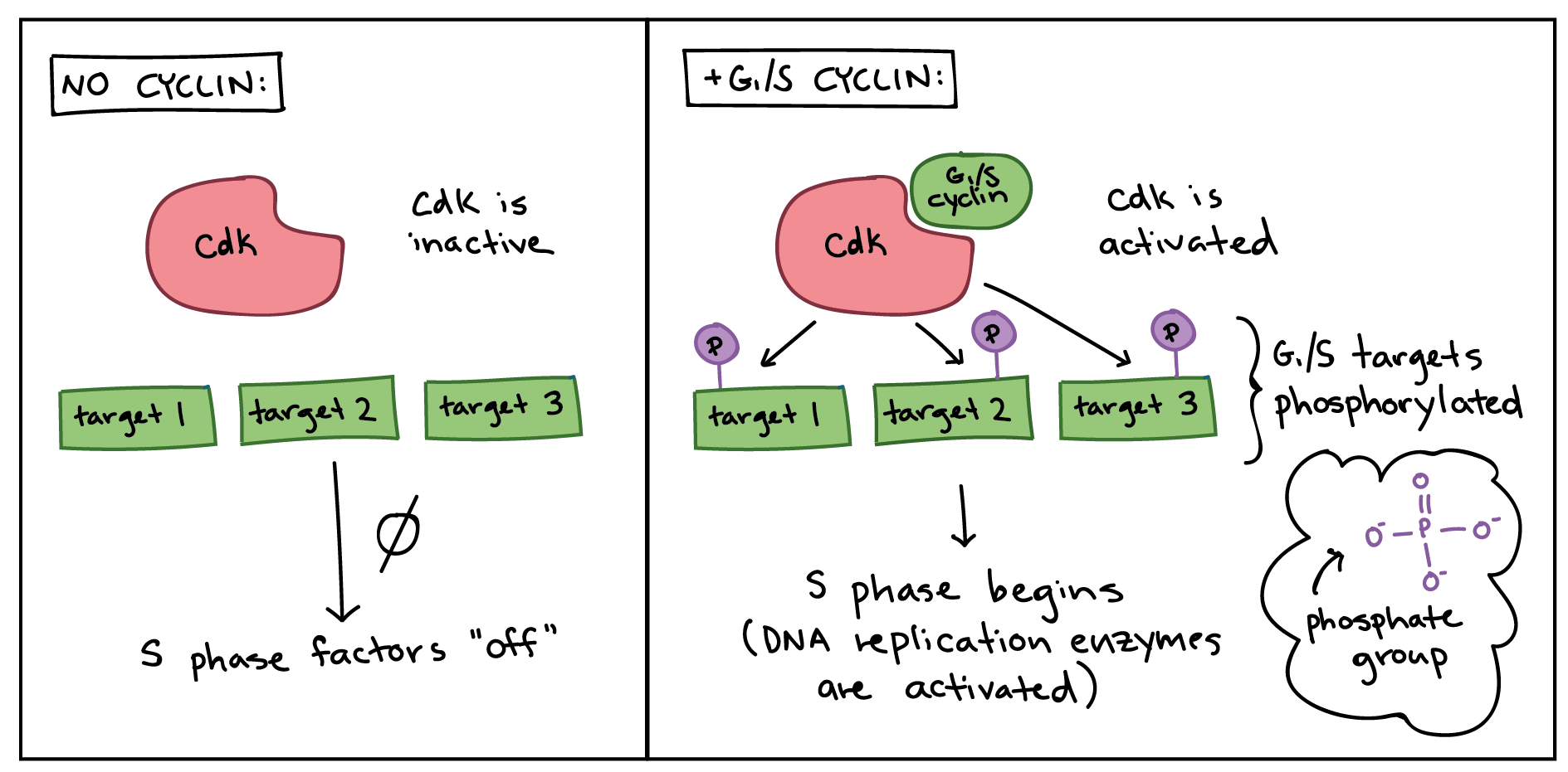 <p>To drive the cell cycle, a cyclin has to activate/inactivate target proteins inside the cell. This is done by partnering with a family of enzymes called the _______.</p>