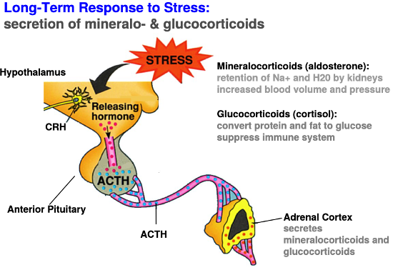 <p><em>Corticotropin-releasing hormones from hypothalamus</em> → long portal vessels → anterior pituitary → corticotropes (pituitary cells) → adrenocorticotropic hormone (ACTH)</p><p><em>ACTH in blood</em> → cortex of adrenal gland → ACTH receptors increase cAMP levels → increase in cholesterol conversion to cortisol via enzyme P450 in mitochondria and increased cortical growth</p><p><em>Glucocorticoids</em> → transcriptional effects on cells expressing GC receptors</p>