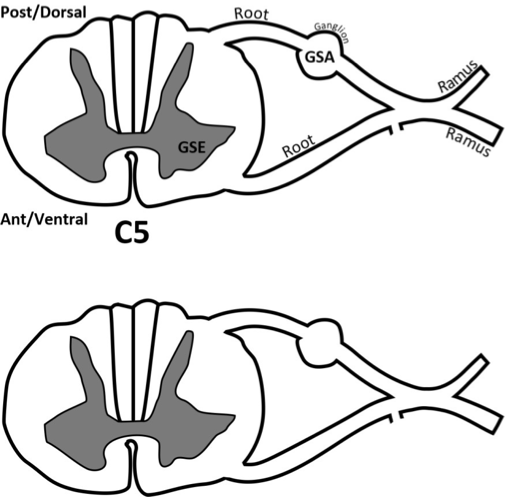 <p>posterior/dorsal horns</p><p>anterior/ventral horns (GSE location)</p><p>posterior/dorsal root (GSA location)</p><p>anterior/ventral root</p><p>posterior/dorsal ramus</p><p>anterior/ventral ramus</p>