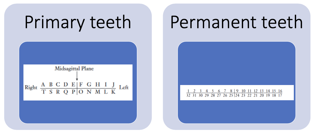 <p>Primary teeth : </p><ul><li><p>Maxillary : A through J</p></li><li><p>Mandibular K to T</p></li></ul><p>Permanent teeth : </p><ul><li><p>Maxillary : 1 to 16</p></li><li><p>Mandibular : 17 to 32</p></li></ul><p></p>