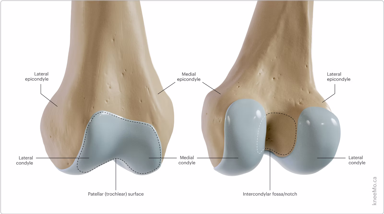<p><strong>RAISED BUMP ABOVE</strong> the condyle </p><ul><li><p>Epi = above </p></li></ul><p></p>