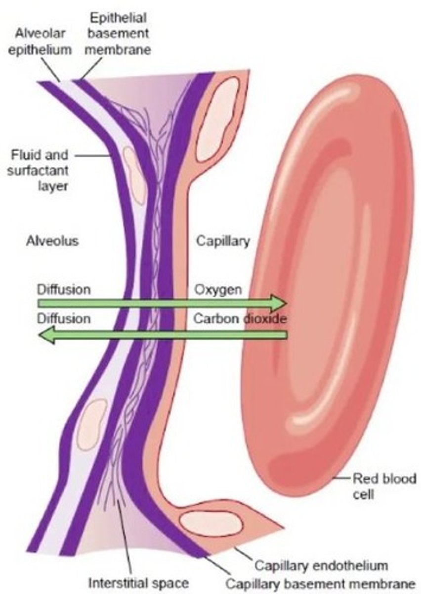 <p>O2 moves from alveoli to blood.</p>